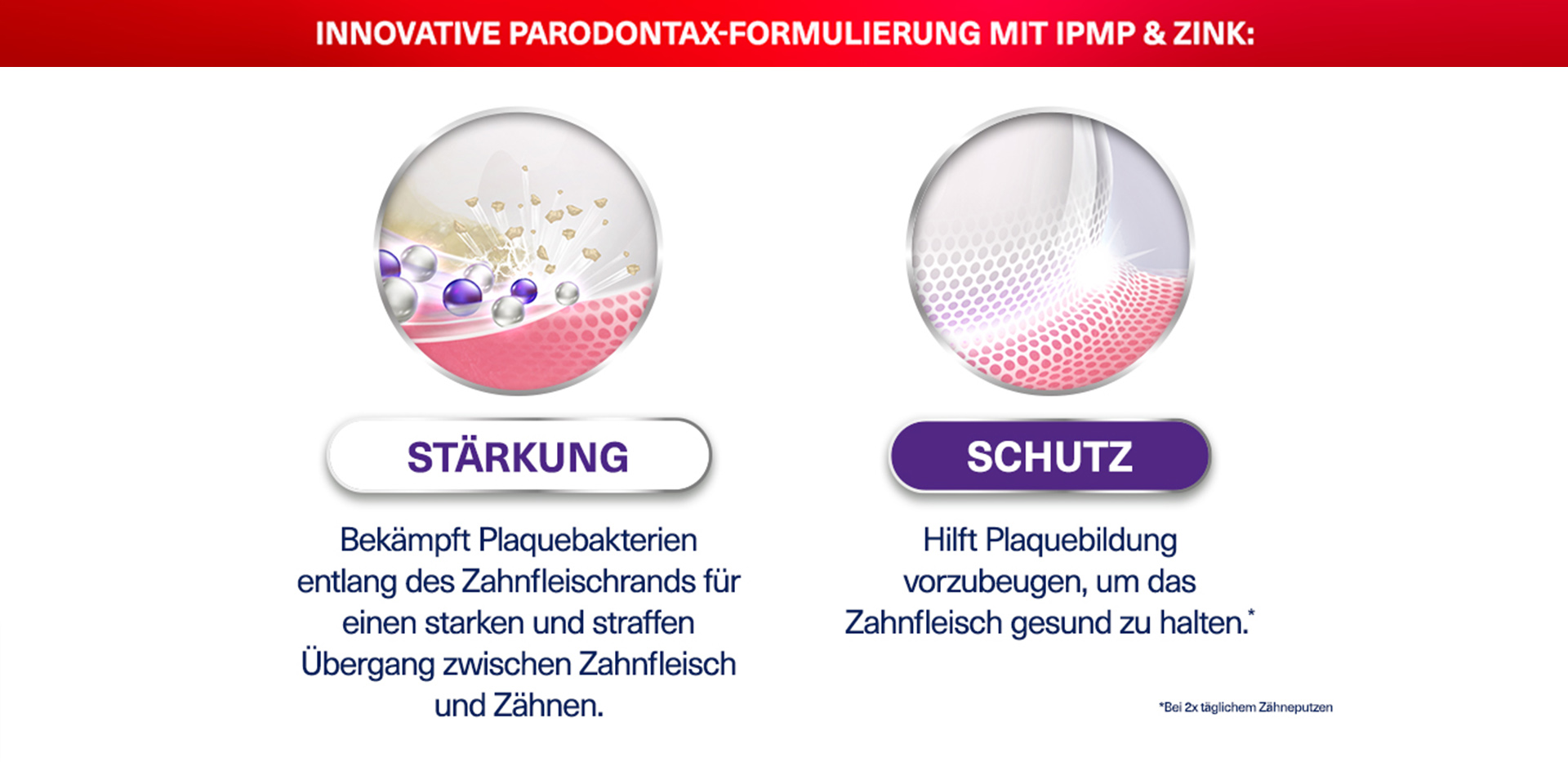 Gewinne eine Delfin-Patenschaft! (Delfine im Wasser)